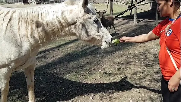 XXX Estaba emocionada de ver el tamaño del pene de un caballo! ¡Quería que mi novio se concentrara así! Paty Butt, El Toro De Oro megapelículas